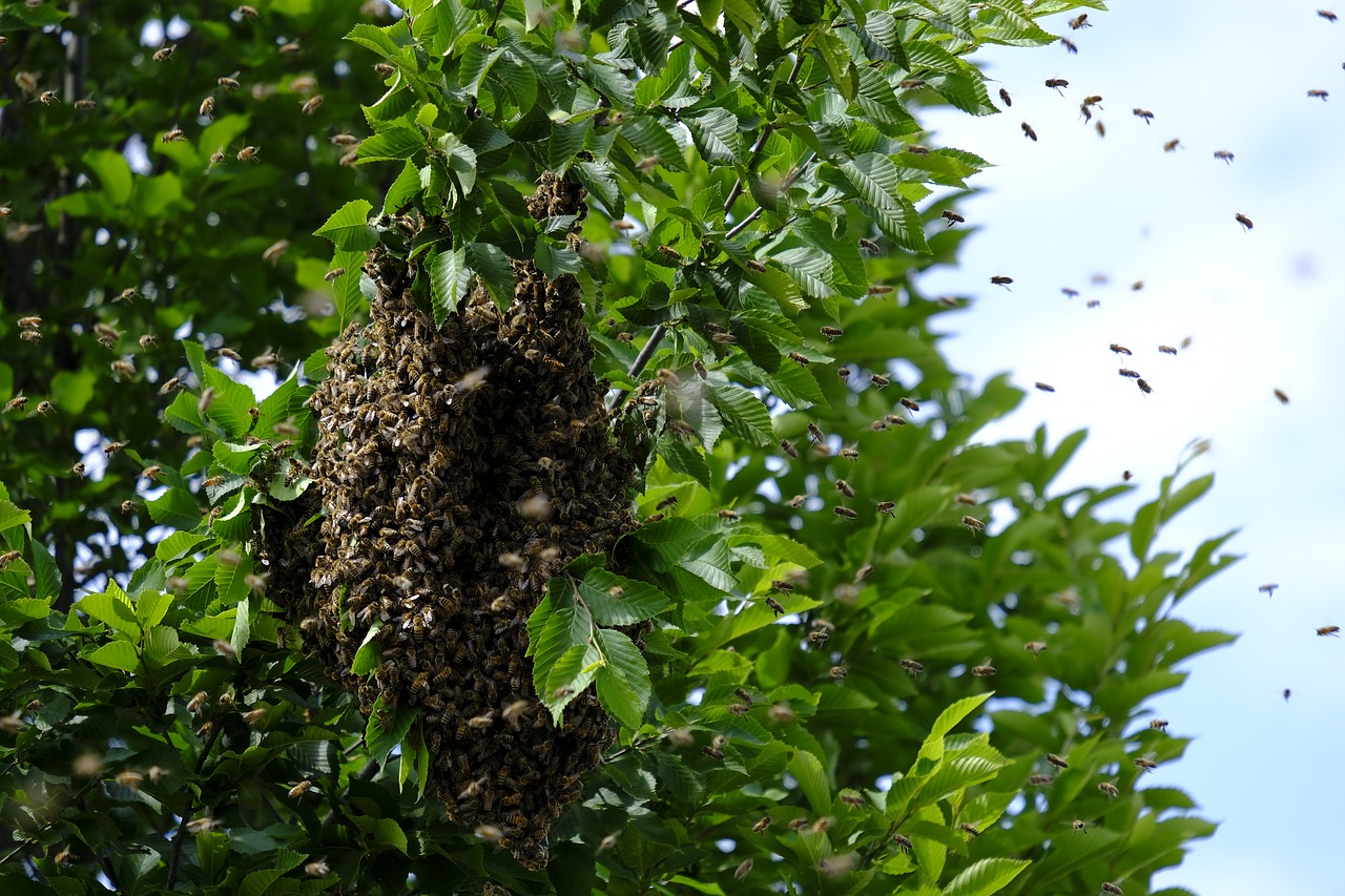 Niste uspjeli pronaći pčelara?